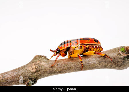 Flower sfregare, frutta chafer, fiore beetle (Pachnoda trimaculata), infestazione di acari su un fiore beetle Foto Stock