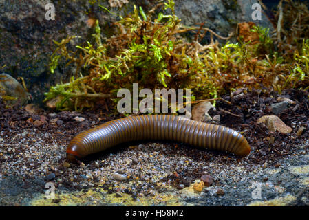 Grayish-Green millepiedi Smoky Ghost millepiedi (Narceus gordanus), nel terrarium Foto Stock