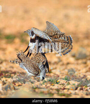 Houbara bustard (Chlamydotis undulata fuerteventurae), due maschi di lotta territoriali, Isole Canarie Fuerteventura Foto Stock
