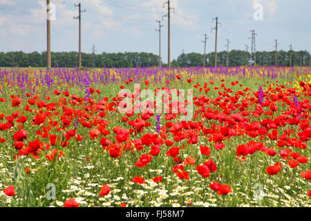 Dubbia Knight's-sperone, Larkspur, annuale (Delphinium Consolida ajacis, Delphinium ajacis), un campo di mais con semi di papavero e Larkspur, Bulgaria, Balchik Foto Stock