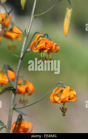 Columbia lily, Oregon lily, tiger lily (Lilium columbianum), Blossom, Canada, British Columbia, l'isola di Vancouver Foto Stock