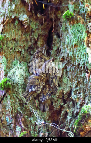 American rampichino alpestre (Certhia americana), quattro uccellini sedersi insieme vicino ad un tronco di albero, Canada, British Columbia, l'isola di Vancouver Foto Stock