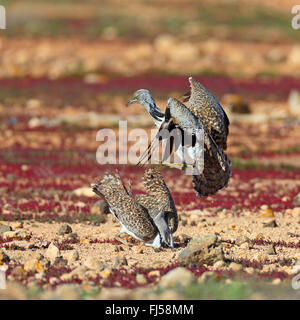 Houbara bustard (Chlamydotis undulata fuerteventurae), due maschi di lotta territoriali, Isole Canarie Fuerteventura Foto Stock