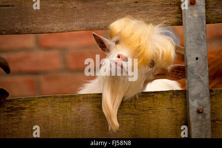 Capra domestica (Capra hircus, Capra aegagrus f. hircus), guardando curiosamente attraverso un cancello, ritratto, Germania Foto Stock