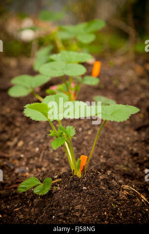 Hybrid fragola, giardino fragola (Fragaria x ananassa, Fragaria ananassa), recentemente plantet strawbwerry piante in un giardino, Germania Foto Stock