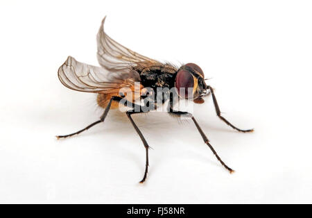 Casa fly, Terfly (Musca domestica), flightless razza di una mosca di casa, alimentazione animale Foto Stock