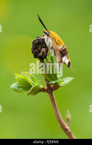 Ampio delimitato bee hawk-moth, ampio delimitato bee hawkmoth (Hemaris fuciformis, Haemorrhagia fuciformis), su un ramoscello, in Germania, in Renania Palatinato Foto Stock