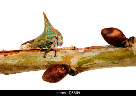 Cornuto treehopper, thorn bug (Umbonia crassicornis), maschio cornuto treehopper imita un rose thorn Foto Stock