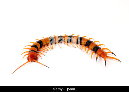 Il gigante indiano Centipede Tigre, tigre indiana (Centipede Scolopendra hardwickei), striping gigante indiano Tiger Centipede Foto Stock