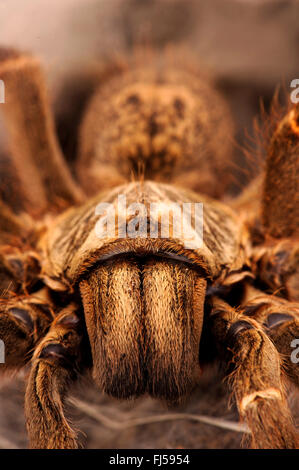 Senape Killimanjaro babbuino spider (Pterinochilus chordatus), vista ravvicinata della chelicerae Foto Stock