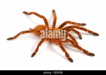 Arancione tarantola babbuino, Mombasa starburst dorata tarantula (Pterinochilus murinus, Pterinochilus mamillatus), cut-out, Kenya Foto Stock