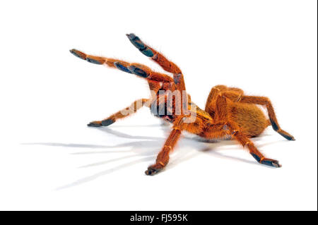 Arancione tarantola babbuino, Mombasa starburst dorata tarantula (Pterinochilus murinus, Pterinochilus mamillatus), in difesa della postura, cut-out, Kenya Foto Stock