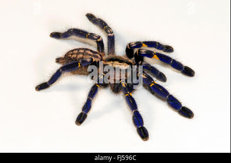 Zaffiro Gooty albero ornamentale spider, Gooty zaffiro, Gooty tarantola, metallica tarantola, paracadute peacock spider, peacock tarantola, salepurgu (Poecilotheria metallica), cut-out, India Foto Stock