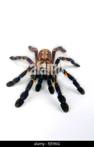 Zaffiro Gooty albero ornamentale spider, Gooty zaffiro, Gooty tarantola, metallica tarantola, paracadute peacock spider, peacock tarantola, salepurgu (Poecilotheria metallica), cut-out, India Foto Stock