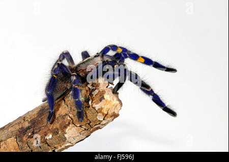 Zaffiro Gooty albero ornamentale spider, Gooty zaffiro, Gooty tarantola, metallica tarantola, paracadute peacock spider, peacock tarantola, salepurgu (Poecilotheria metallica), alla fine di una succursale, cut-out, India Foto Stock