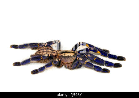 Zaffiro Gooty albero ornamentale spider, Gooty zaffiro, Gooty tarantola, metallica tarantola, paracadute peacock spider, peacock tarantola, salepurgu (Poecilotheria metallica), cut-out, India Foto Stock