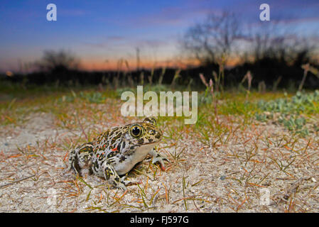 Europeo orientale spadefoot, Siriano (spadefoot Pelobates syriacus), Siriano spadefoot in agguato per in preda al tramonto, Romania, Dobrudscha, Donaudelta, Donau-Delta, Vadu Foto Stock