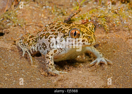 Europeo orientale spadefoot, Siriano (spadefoot Pelobates syriacus), bella modellato spadefoot siriano, Romania, Dobrudscha, Donaudelta, Donau-Delta, Vadu Foto Stock