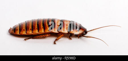 Sibilo Halloween Roach (Elliptorhina javanica ), cut-out, Madagascar Foto Stock