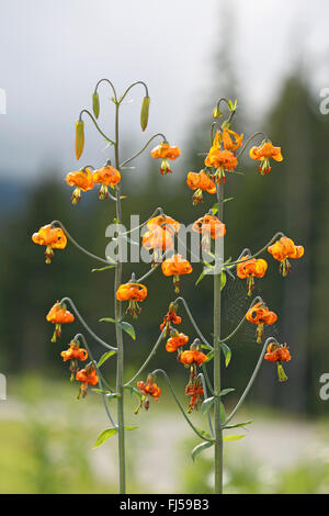 Columbia lily, Oregon lily, tiger lily (Lilium columbianum), infiorescenze, Canada, British Columbia, l'isola di Vancouver Foto Stock