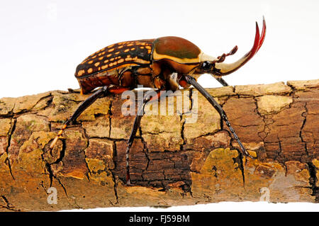 Flower chafer, frutta chafers, fiore chafers, fiore coleotteri, fiore scarabei (Megalorrhina harrisi eximia), su un ramo, cut-out Foto Stock