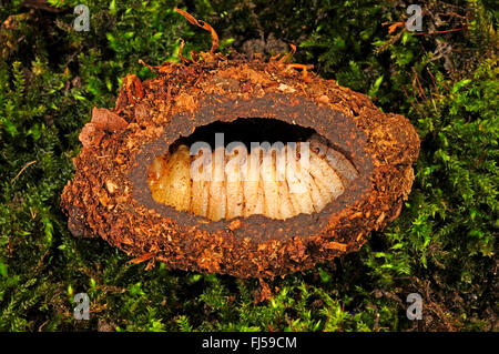 Flower chafer, flower chafer, fiore beetle (Mecynorrhina savagei ), pupated larva di un fiore beetle Foto Stock