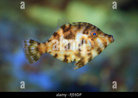 Setola filefish coda (Acreichthys tomentosus), nuoto Foto Stock