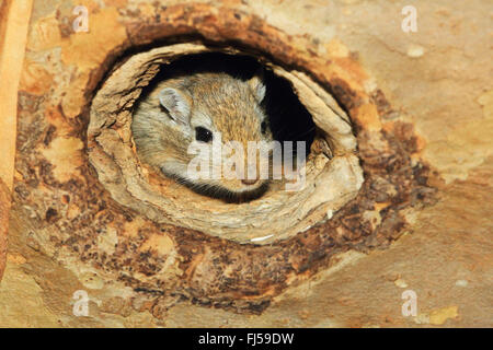 Il mongolo gerbillo, artigliato jird (Meriones unguiculatus), nel terrarium Foto Stock