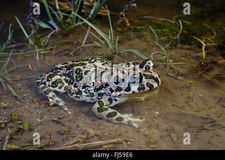 Orientale il rospo verde, variegato orientale toad (Bufo viridis coenobita, Bufo coenobita, Bufotes viridis, Bufotes coenobita ), in acque poco profonde, Romania, Dobrudscha, Biosphaerenreservat Donaudelta Foto Stock