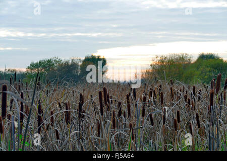 Tifa comune, di latifoglie, tifa di latifoglie del gatto di coda, grande reedmace, giunco (Typha latifolia), banca reed con cattails, Germania, Werderland, Bremen-Lesum Foto Stock