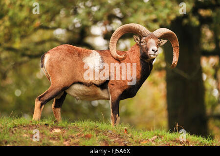 Muflone (Ovis musimon, Ovis gmelini musimon, Ovis orientalis musimon), ram in estate, Germania, Sassonia Foto Stock