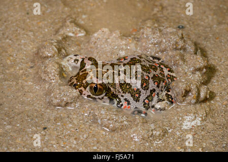 Europeo orientale spadefoot, Siriano (spadefoot Pelobates syriacus), Siriano spadefoot scavo nel terreno sabbioso, Romania, Dobrudscha, Donaudelta, Donau-Delta, Vadu Foto Stock