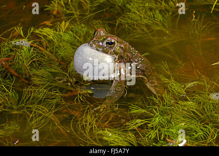 Orientale il rospo verde, variegato orientale toad (Bufo viridis coenobita, Bufo coenobita, Bufotes viridis, Bufotes coenobita ), chiamando toad, Romania, Dobrudscha, Biosphaerenreservat Donaudelta Foto Stock