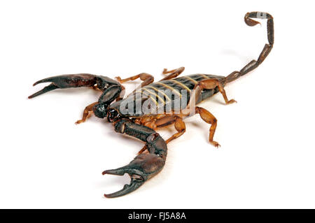 South African rock scorpion, flat rock scorpion (Hadogenes troglodytes), grande South African rock scorpion in difesa della postura, Sud Africa Foto Stock