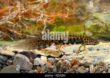 Newt liscia (Triturus vulgaris, Lissotriton vulgaris ), maschio sotto l'acqua, Romania, Karpaten Foto Stock