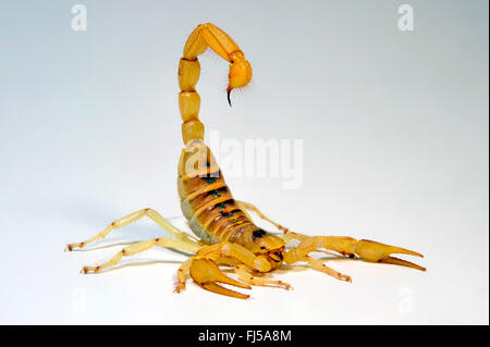 Gigante del deserto hairy scorpion, giant hairy scorpion, Arizona Desert hairy scorpion (Hadrurus arizonensis), pericoloso scorpion in difesa della postura, cut-out Foto Stock