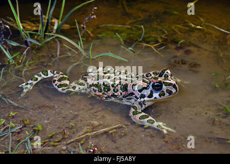 Orientale il rospo verde, variegato orientale toad (Bufo viridis coenobita, Bufo coenobita, Bufotes viridis, Bufotes coenobita ), in acque poco profonde, Romania, Dobrudscha, Biosphaerenreservat Donaudelta Foto Stock