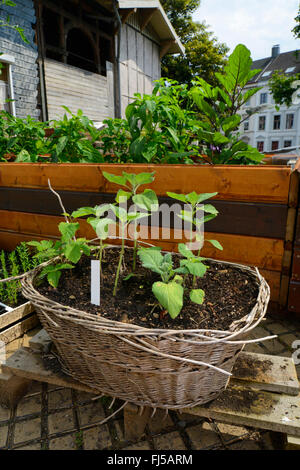 La coltivazione di ortaggi e fiori su un balcone, Germania Foto Stock