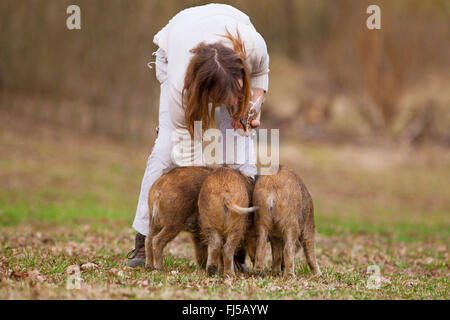 Il cinghiale, maiale, il cinghiale (Sus scrofa), runts sono alimentati da una donna, in Germania, in Renania Palatinato Foto Stock