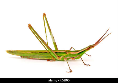 Snouted grasshopper, Long-headed grasshopper, Inclinazione del Mediterraneo di fronte-Grasshopper, becchi grasshopper (Acrida hungarica, Acrida ungarica, Truxalis nasuta, Truxalis conica, Truxalis turrita, Truxalis hungarica), cut-out, Grecia, PELOPONNESO Foto Stock