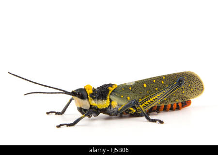 Caffè locust, Ghost Grasshopper, Northern Spotted Grasshopper, schiuma Grasshopper (Aularchis miliaris), colorati grasshopper dall Asia tropicale, cut-out Foto Stock