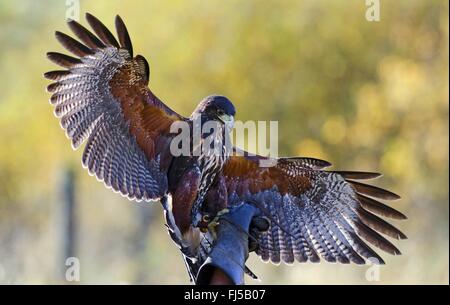 Harris'hawk (Parabuteo unicinctus), Harris hawk sulla mano del una falconer, Regno Unito, Scozia, Highlands Foto Stock