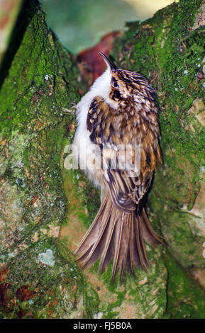 Rampichino alpestre comune (Certhia familiaris), su un tronco di albero, Regno Unito, Scozia, Cairngorms National Park, Highlands Foto Stock