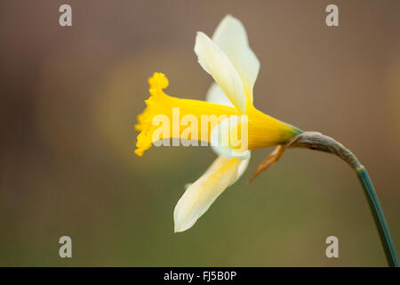 Daffodil (Narcissus spec.), fiore, in Germania, in Renania Palatinato Foto Stock