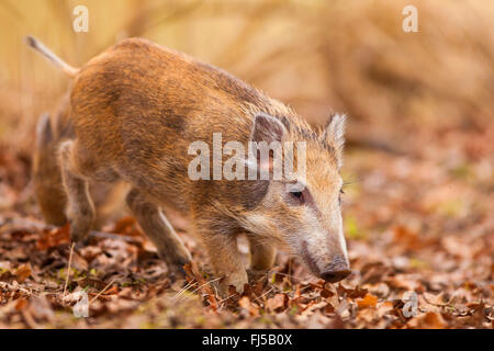 Il cinghiale, maiale, il cinghiale (Sus scrofa), runt, in Germania, in Renania Palatinato Foto Stock