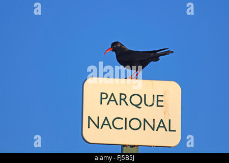 Rosso-fatturate (CHOUGH Pyrrhocorax pyrrhocorax), seduto su un parco nazionale di segno, Isole Canarie La Palma Foto Stock