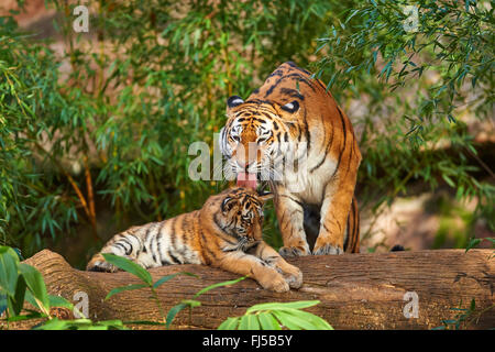 Tigre Siberiana, Amurian tiger (Panthera tigris altaica), tigre toelettatura del suo cub Foto Stock