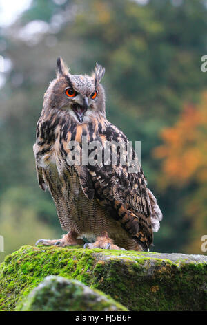 Nord del gufo reale (Bubo bubo), seduta con apri conto su una vedetta di muschio, Germania Foto Stock