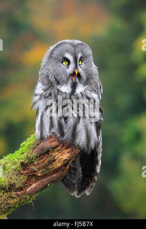 Grande grigio allocco (Strix nebulosa), seduta su una vedetta di muschio Foto Stock