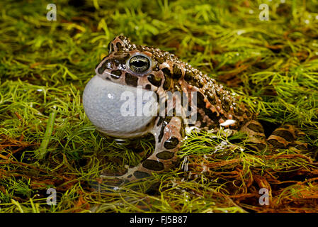 Orientale il rospo verde, variegato orientale toad (Bufo viridis coenobita, Bufo coenobita, Bufotes viridis, Bufotes coenobita ), chiamando toad, Romania, Dobrudscha, Biosphaerenreservat Donaudelta Foto Stock